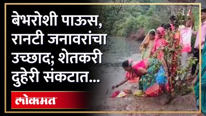 हिरडस मावळातील शेतकरी दुहेरी संकटात, भात पीक धोक्यात...