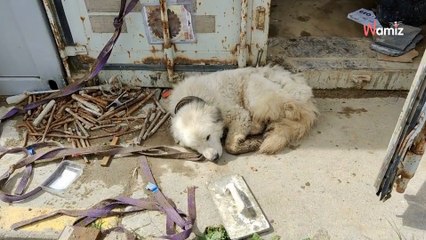 Buba è sfuggita ad una vita legata in catena, ma il triste passato ha lasciato tracce su di lei
