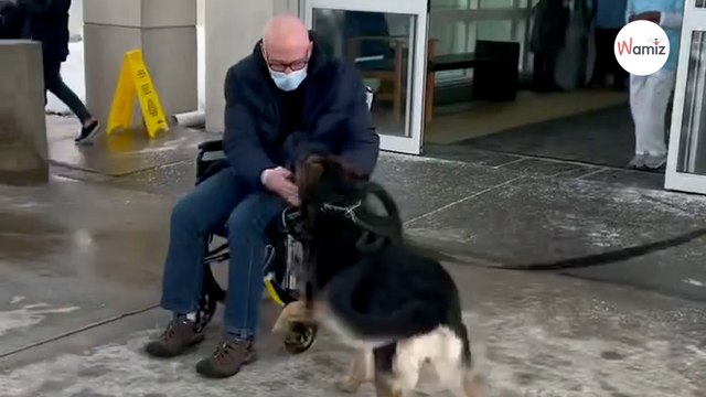 Mężczyzna dostaje udaru: to, co robi jego owczarek niemiecki, wzrusza do łez