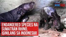 Endangered species na Sumatran rhino, isinilang sa Indonesia!  | GMA Integrated Newsfeed