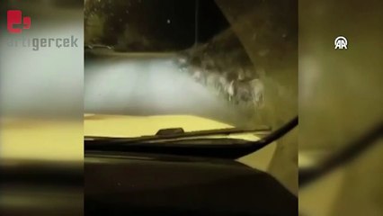 Yiyecek için yola inen domuz sürüsü görüntülendi