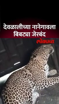 देवळालीच्या नानेगावला बिबट्या जेरबंद