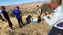 Les perdrix au henné traitées à Siirt ont été relâchées dans la nature