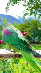 Beautiful Parrot  My Favourite Parrot