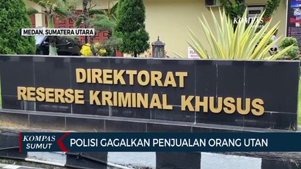 Polda Sumatera Utara Gagalkan Upaya Perdagangan 2 Individu Orang Utan