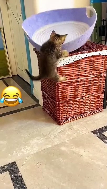 Funny cat