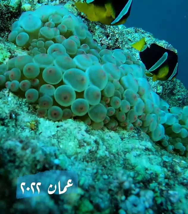 رحلات الغوص في عمان