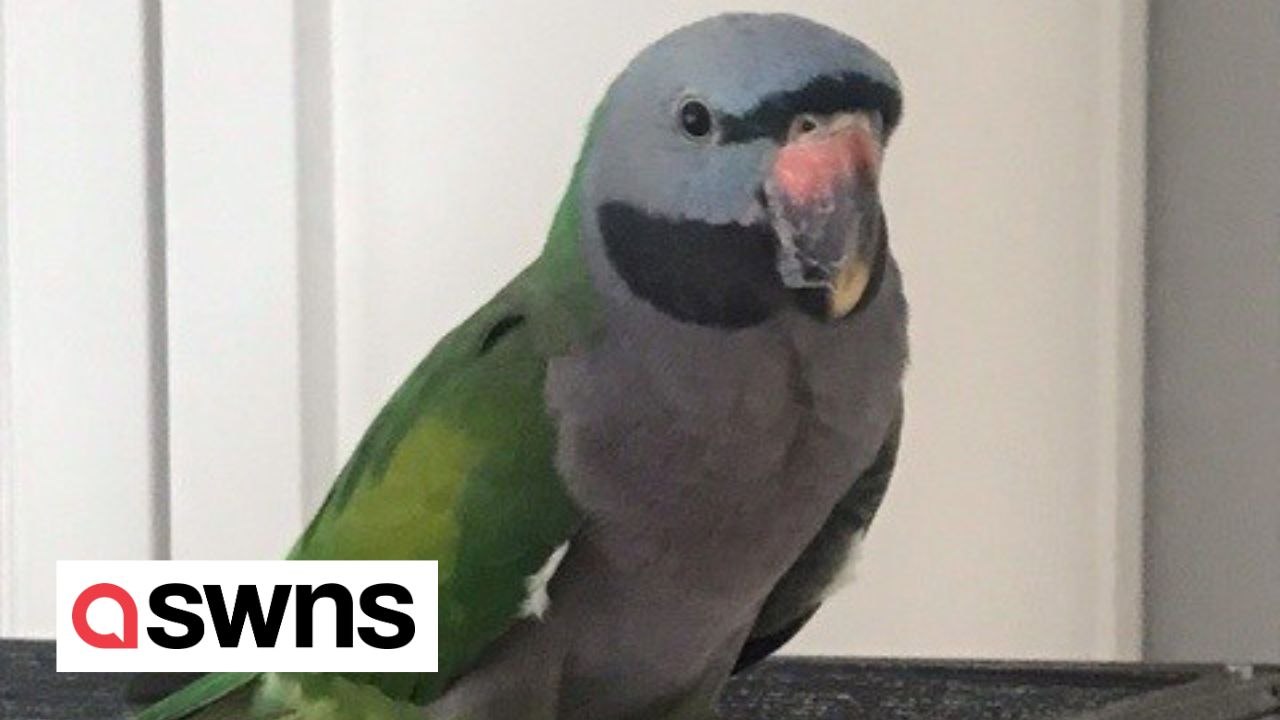 Lock-picking parrot found more than 30 miles away