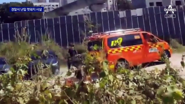 경찰서에 멧돼지 난입…실탄 5발로 사살