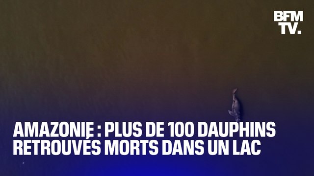Brésil: plus de 100 dauphins ont été retrouvé morts dans un lac de l'Amazonie