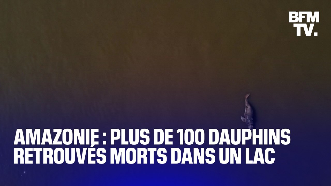 Brésil: plus de 100 dauphins ont été retrouvé m...