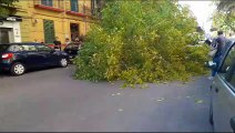 Palermo, crolla un albero in via Costantino Lascaris