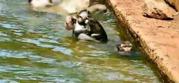 From a young age,the baby monkeys has been trained in water survival skills