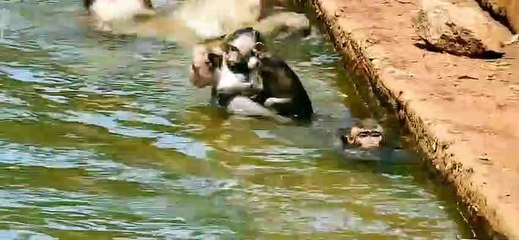 From a young age,the baby monkeys has been trained in water survival skills