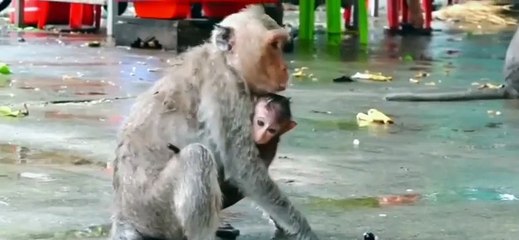 It's pitiful when the mother monkey can't protect the baby monkey.❤️