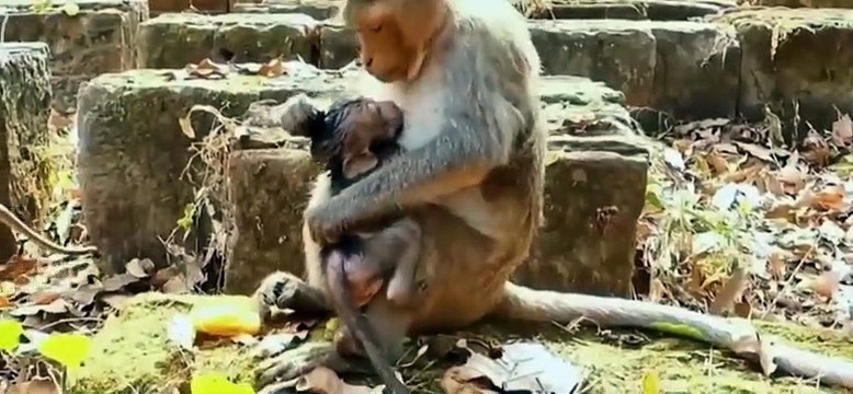 It's so pitiful to see the baby monkeys weaning. Nhìn lũ khỉ con khi cai sữa thật đáng thương