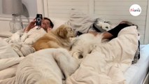 Clever couple makes space on the bed for all five dogs: Here's how it's done