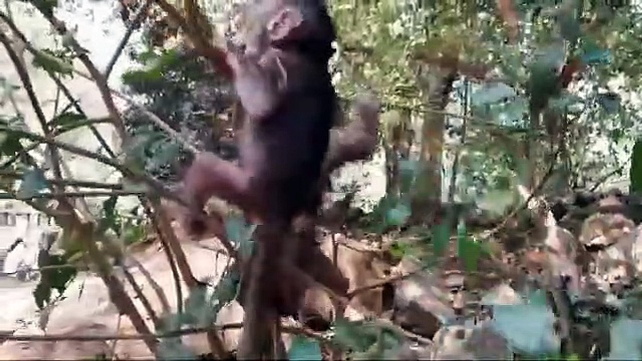 Monkey -Sweet pea and baby Jessie