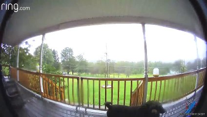 Dog Rings The Doorbell