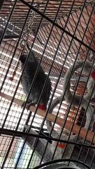 DJ Bubbles The Beatboxing African Grey