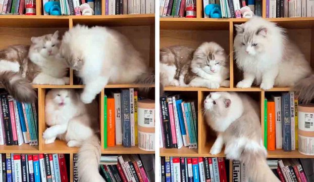 Hauska video: kissat vaihtavat iskuja kirjaston hyllyissä