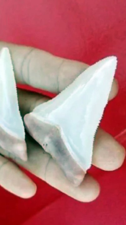 fresh great whit shark teeth