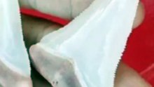 fresh great whit shark teeth