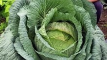 biggest cabbage ever