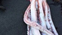 giant squid