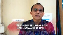 Sejumlah Ternak Babi di Karangasem Bali Mati Mendadak