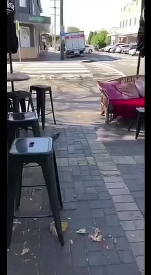 Paloma roquera, Visto Telegram, Humor la cafetera,