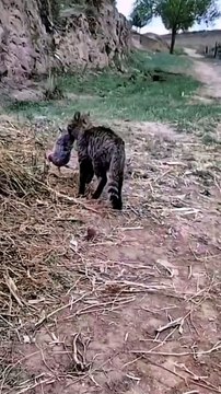 Cat And Mouse Fighting | Cat Fighting With Mouse | Animals Funny Moments | Funny Animals #animal #cats #satisfyingvideos #catshorts #mouse #rat #fight