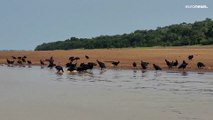 شاهد: ضحية الجفاف والحرارة الشديدة.. نفوق أكثر من 100 دولفين في بحيرة تيفي في البرازيل