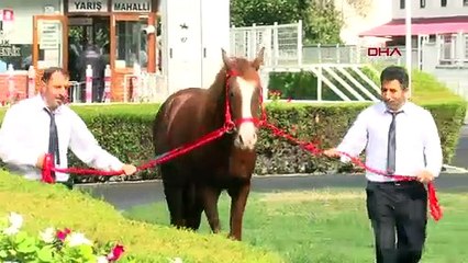Les 15 poulains pur-sang arabes de TİGEM ont été vendus à un prix record