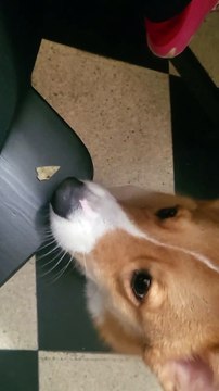 Merlin essaie de manger une chips