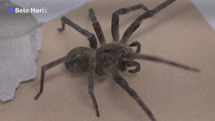 Au Brésil, une araignée venimeuse au secours des problèmes d'érection