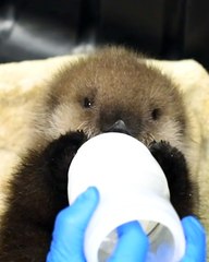 CUTEST Baby Otter Rescued After Orca Kills Her Mother