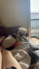 Dog Covers Nose After Owner Farts