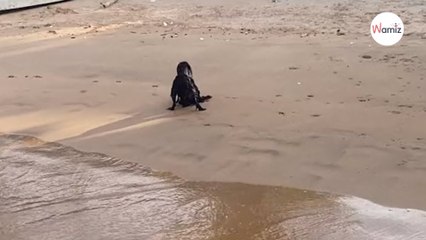 Créature effrayante repérée sur une plage du Panama : les gens n'en croient pas leurs yeux