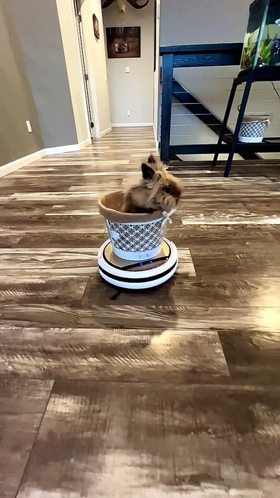 Officer Chippy On Cleaning Duty