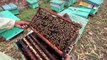 How To Start Honey Farming in Pakistan - 3 Box Khareed Liye  - Village Food Secrets - Mubashir