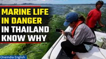 Thailand: Plankton growth proves dangerous for marine life | Watch here | Oneindia News