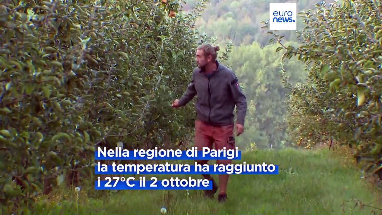 Caldo anomalo, in Francia ciliegi in fiore a ottobre