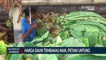 Berkah Kemarau, Kualitas Daun Tembakau Membaik, Petani Untung