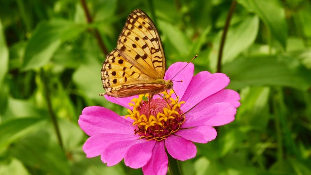 경북에서 멸종위기 왕은점표범나비 서식 확인 / YTN