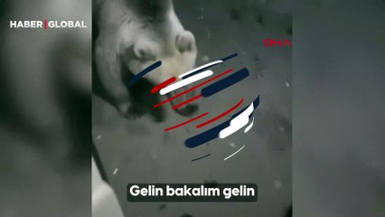 Tarım ve Orman Bakanlığı ekiplerinin arazi çalışmasına boz ayılar da eşlik etti
