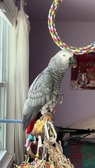 Un perroquet laissé sans voix par l'assistant vocal