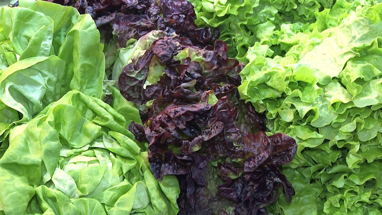 Expertos piden la incorporación de alternativas vegetales en las guías alimentarias