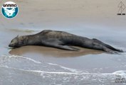 Pierde la vida león marino que llegó a Boca Negra