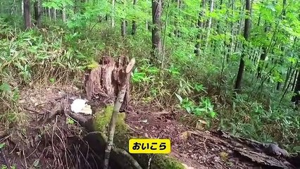 Cueillette aux champignons perturbée par une ourse